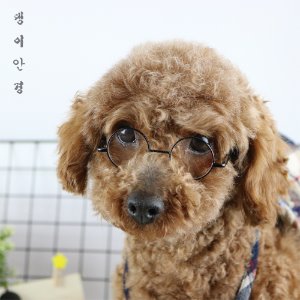 강아지안경/견생샷/사진촬영